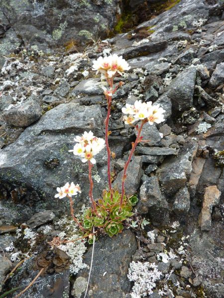2010-07-21-1231_-_Vegetation