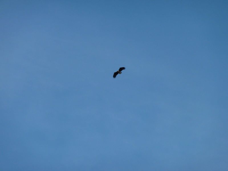 2010-08-05-1538_-_-_3