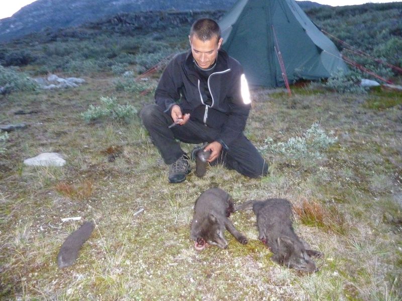 2010-08-05-2223_Ræve 30 m fra teltet_Ræv