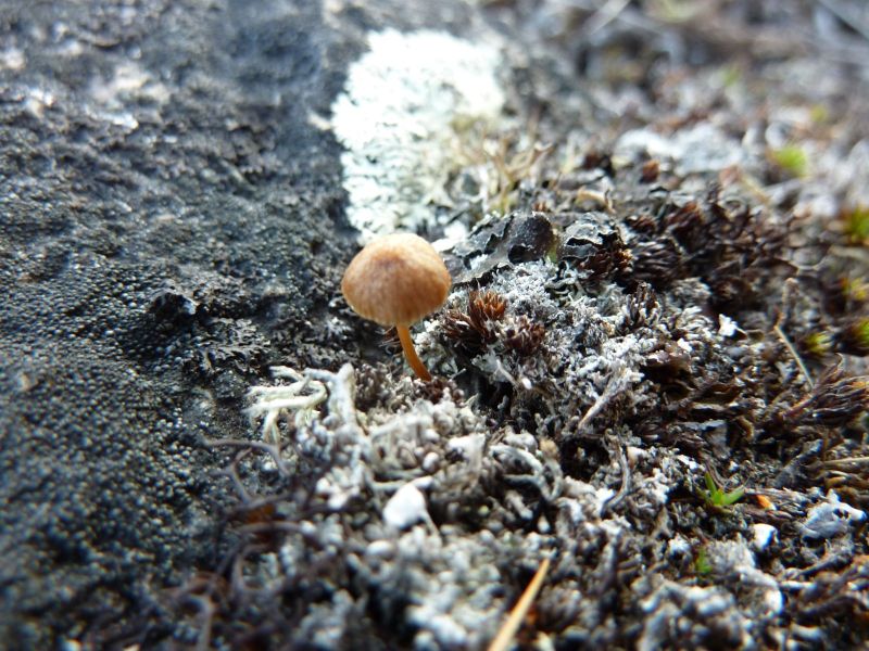 2010-08-06-0747_Mindre end 1 cm høj svamp_-