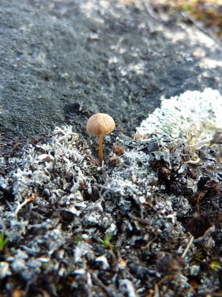 2010-08-06-0747_Mindre end 1 cm høj svamp_-_2