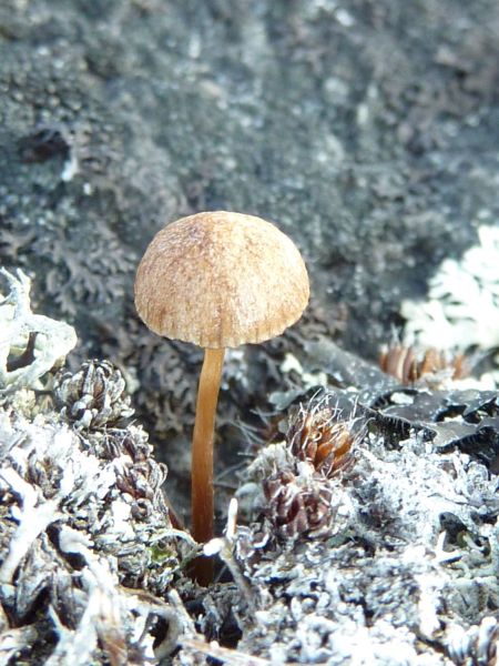 2010-08-06-0749_Mindre end 1 cm høj svamp_-