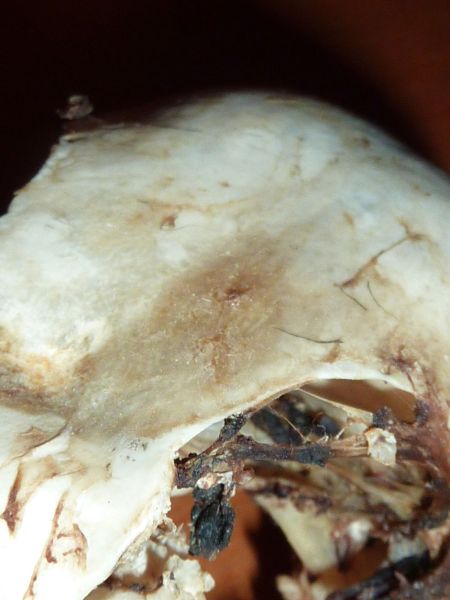 2010-08-07-0417_-_Ravnehoved_3
