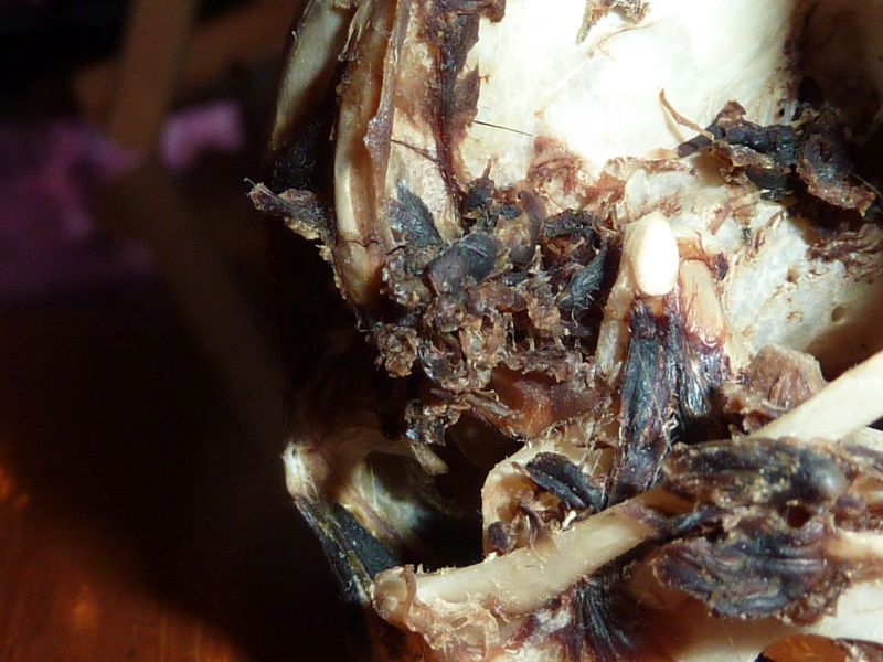 2010-08-07-0420_-_Ravnehoved_2