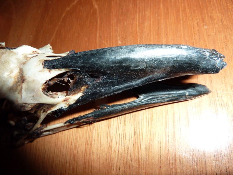 2010-08-07-0422_-_Ravnehoved_2