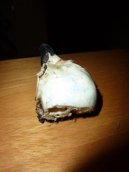 2010-08-07-0423_-_Ravnehoved