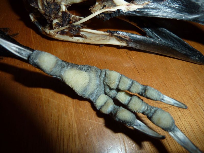 2010-08-07-0425_-_Ravnehoved_2