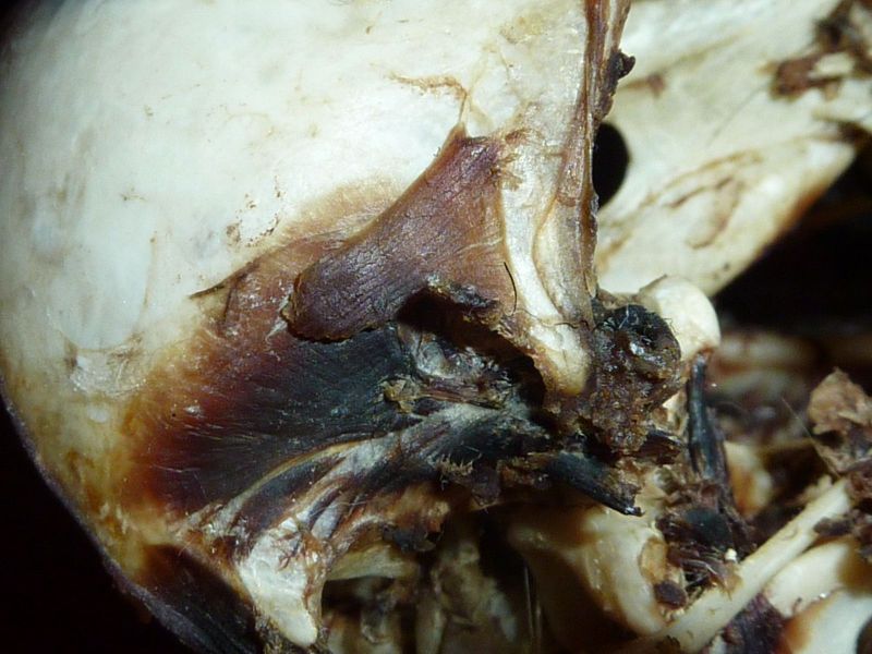 2010-08-07-0427_-_Ravnehoved