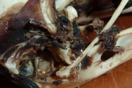 2010-08-07-0416_-_Ravnehoved