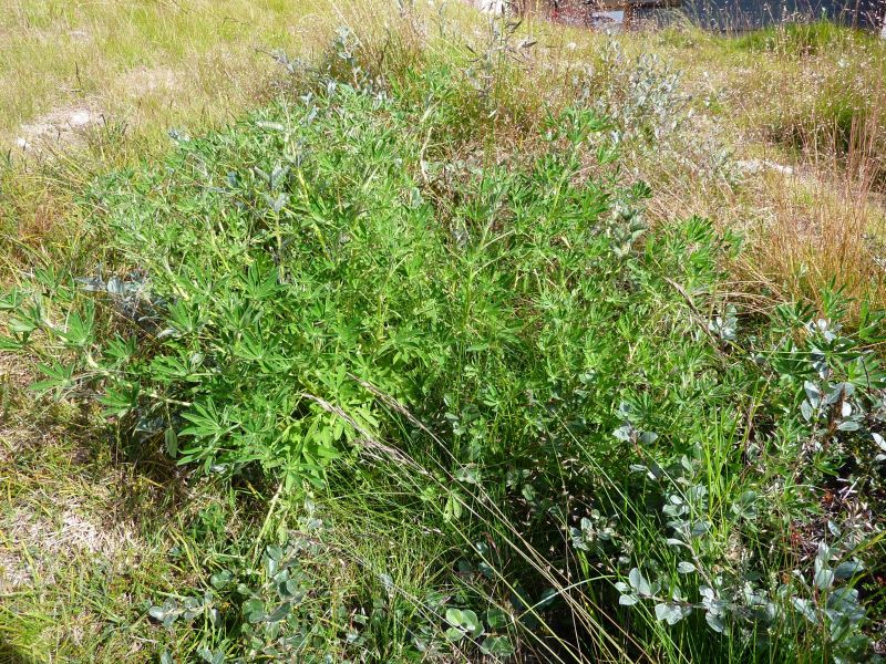 2010-08-13-1211_-_Vegetation