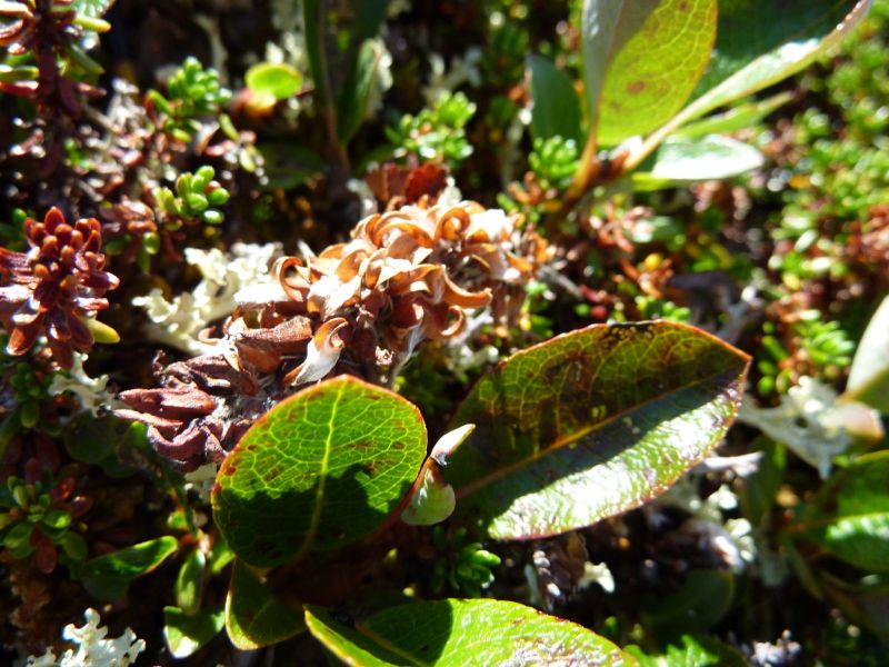 2010-08-13-1301_-_Vegetation