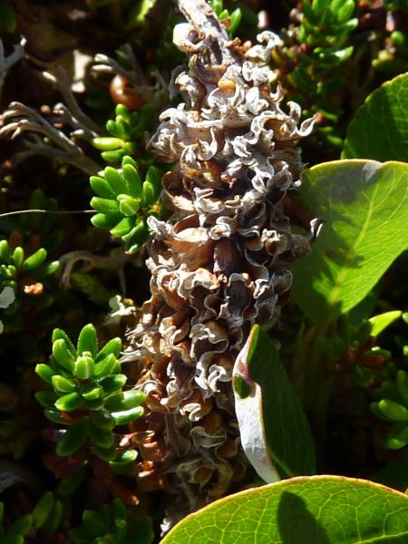 2010-08-13-1301_-_Vegetation_2