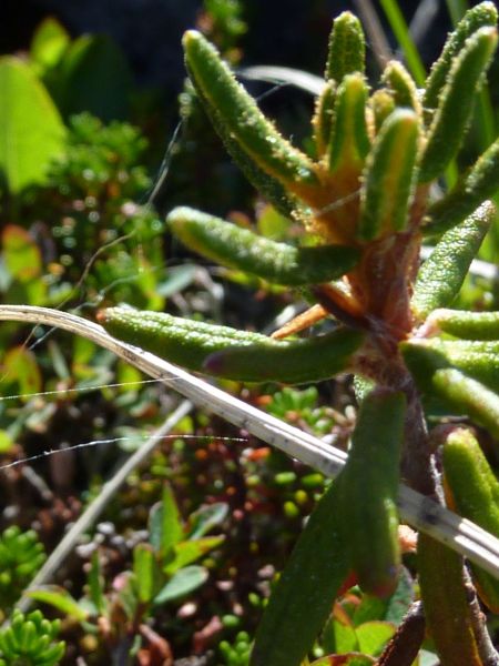 2010-08-13-1301_-_Vegetation_3
