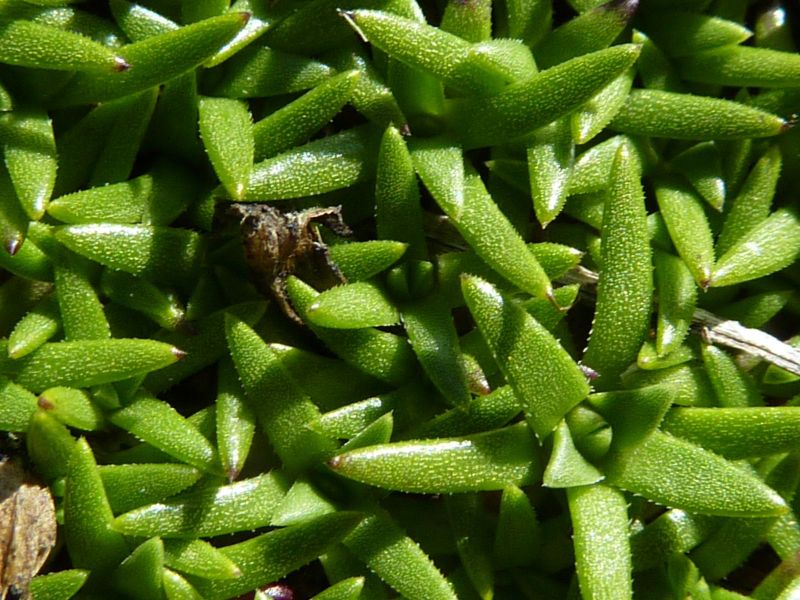 2010-08-13-1304_-_Vegetation