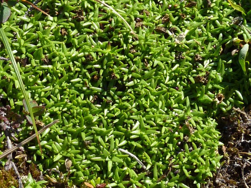 2010-08-13-1304_-_Vegetation_2