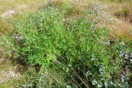 2010-08-13-1211_-_Vegetation
