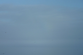 2010-08-25-1935_-_Måge; Tåge