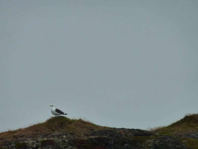 2010-08-30-1220_-_Måge