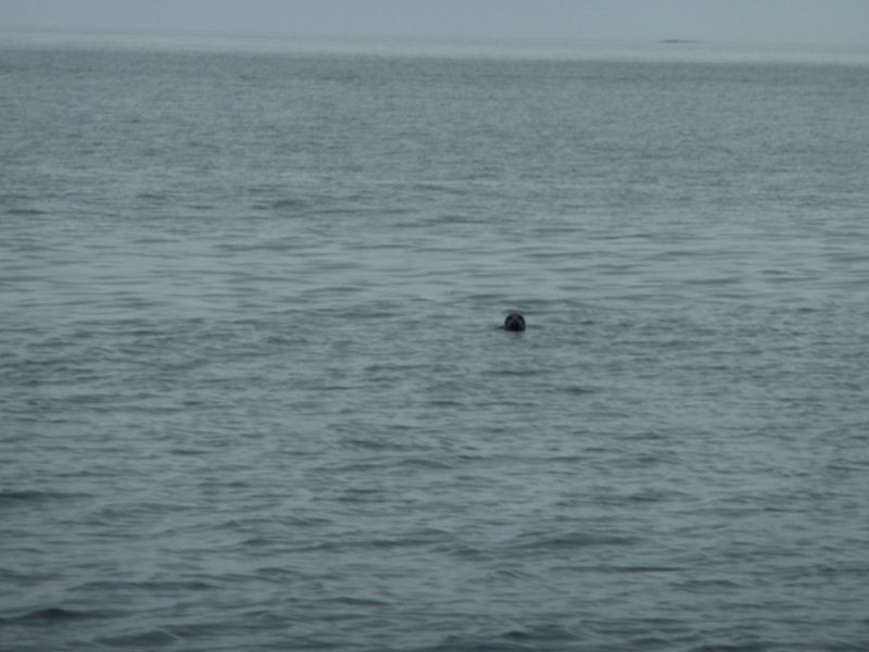 2010-08-30-1619_-_Sæl