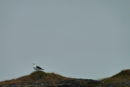 2010-08-30-1220_-_Måge