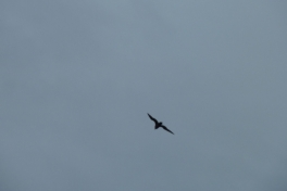 2010-08-30-1454_-_Kjove