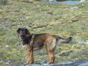 2010-08-09-1332_-_Bedste_1; Djanco