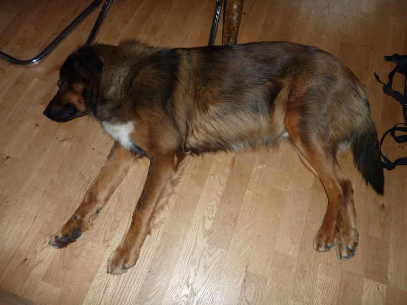 2010-08-09-1909_-_Djanco