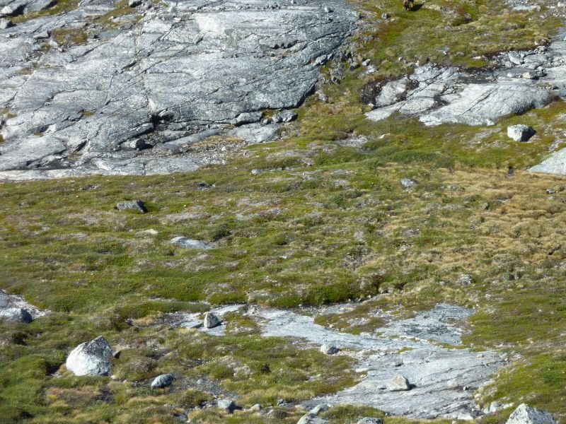 2010-08-16-1244_-_Svamp_2