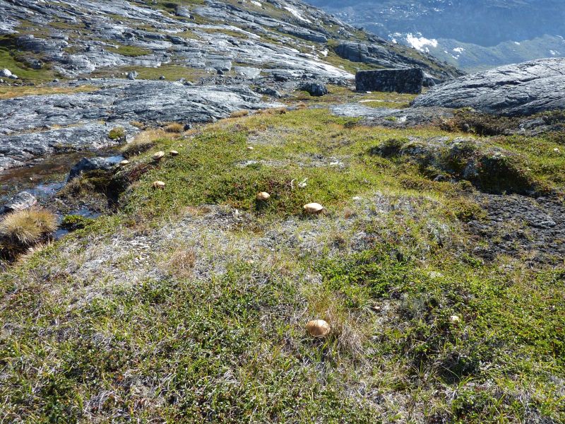 2010-08-16-1252_-_Svamp