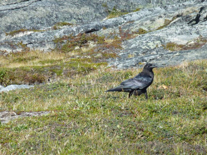 Ravn