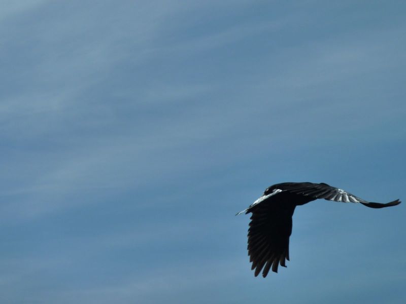 Ravn