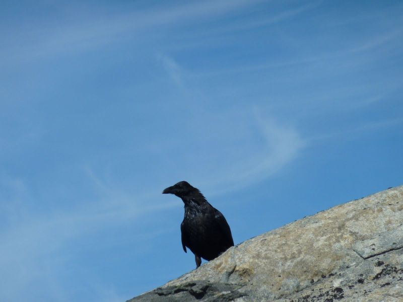 Ravn
