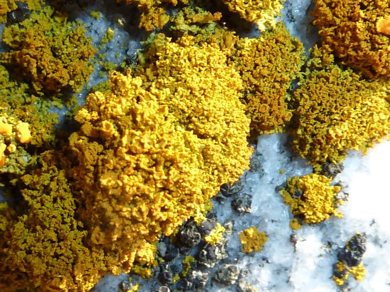 2010-09-03-1523_-_Vegetation