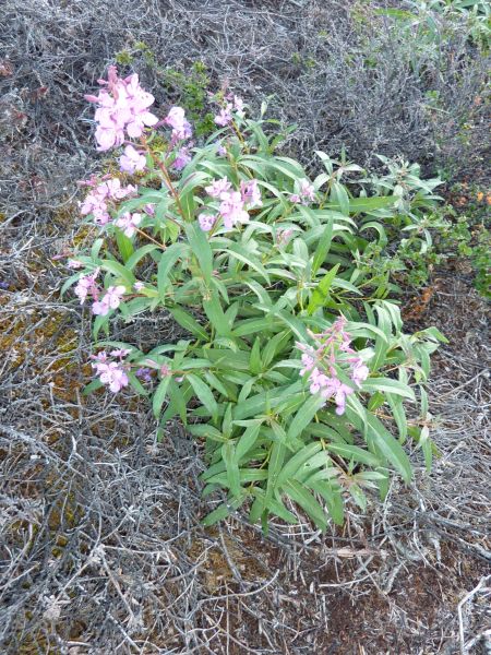 2010-09-04-0756_-_Vegetation