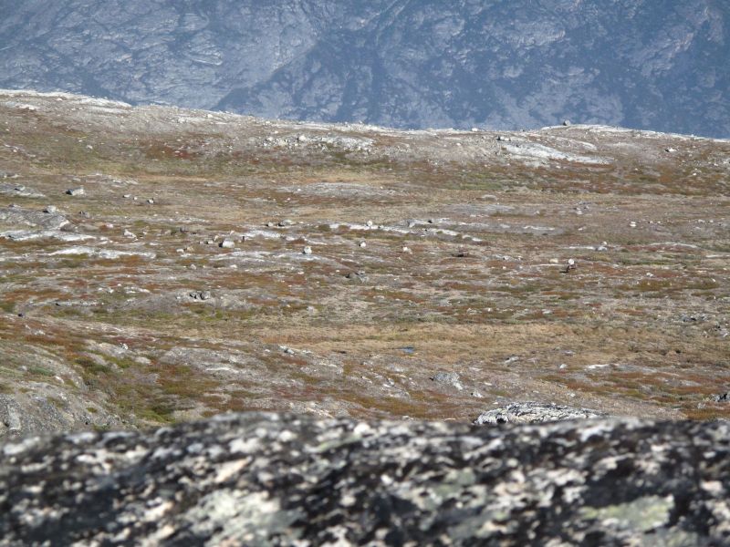 2010-09-04-0945_-_Rensdyr; Terræn