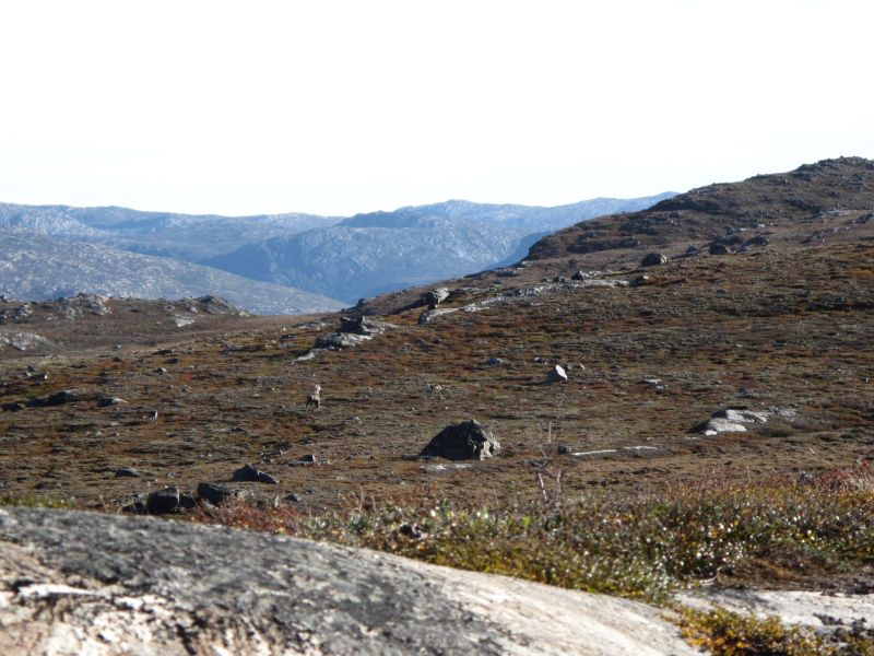 2010-09-04-0947_-_Rensdyr; Terræn