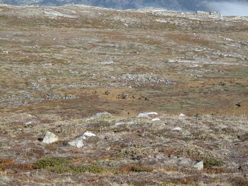 2010-09-04-0949_-_Rensdyr; Terræn