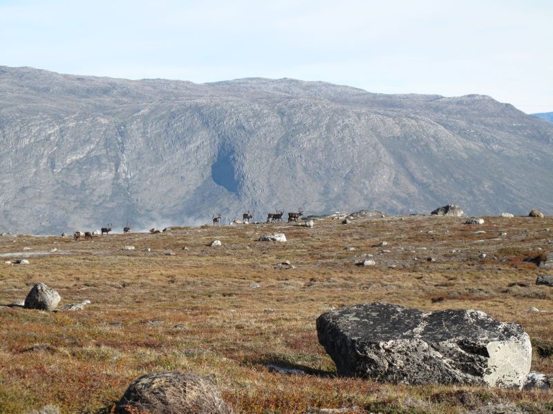 2010-09-04-0958_-_Rensdyr; Terræn
