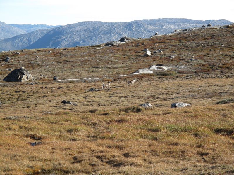 2010-09-04-0958_-_Rensdyr; Terræn_2