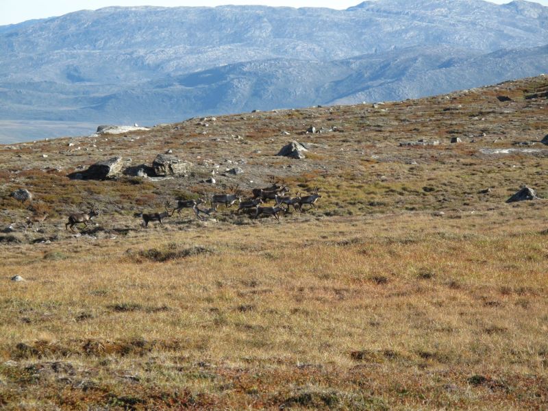 2010-09-04-0958_-_Rensdyr; Terræn_3