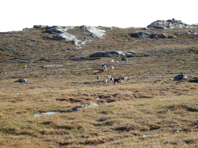 2010-09-04-1000_-_Rensdyr; Terræn