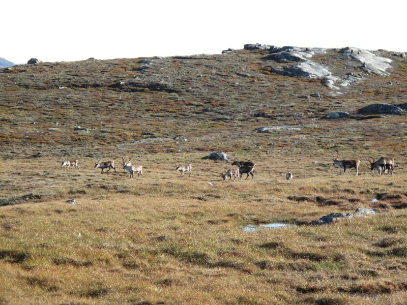 2010-09-04-1001_-_Rensdyr; Terræn_2