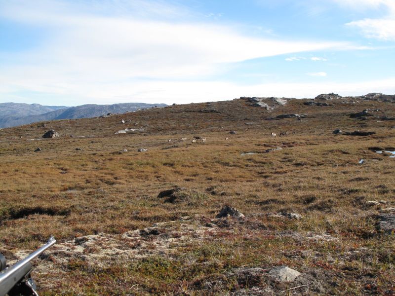 2010-09-04-1002_-_Rensdyr; Terræn