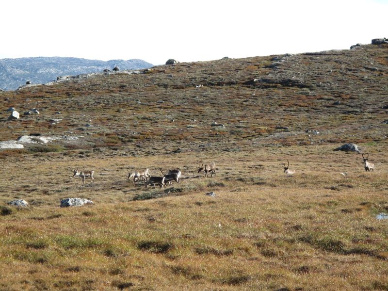 2010-09-04-1002_-_Rensdyr; Terræn_2