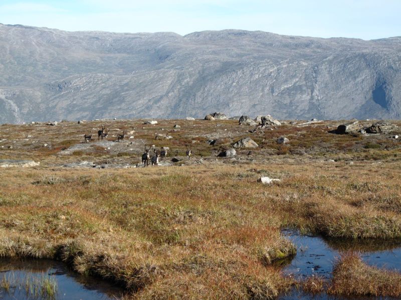 2010-09-04-1008_-_Rensdyr