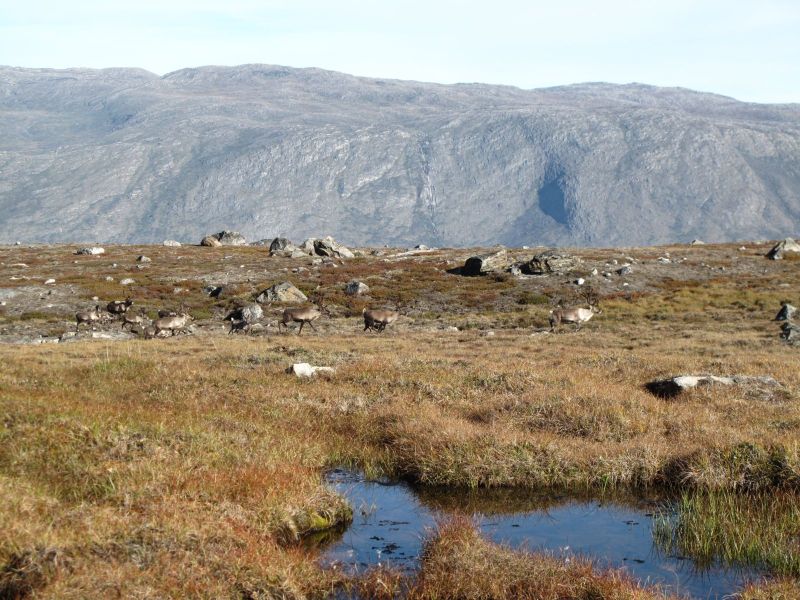 2010-09-04-1008_-_Rensdyr_2