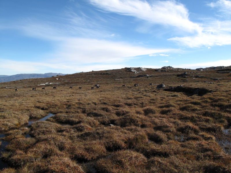 2010-09-04-1009_-_Rensdyr; Terræn