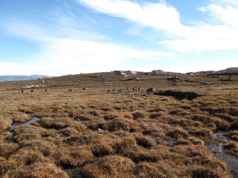 2010-09-04-1009_-_Rensdyr; Terræn_2