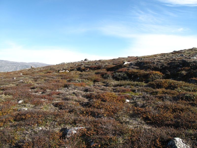2010-09-04-1011_-_Rensdyr; Terræn