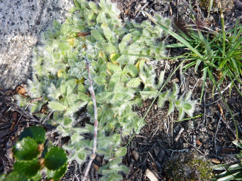 2010-09-04-1106_-_Vegetation
